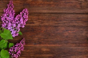 beautiful lilac on a wooden 2